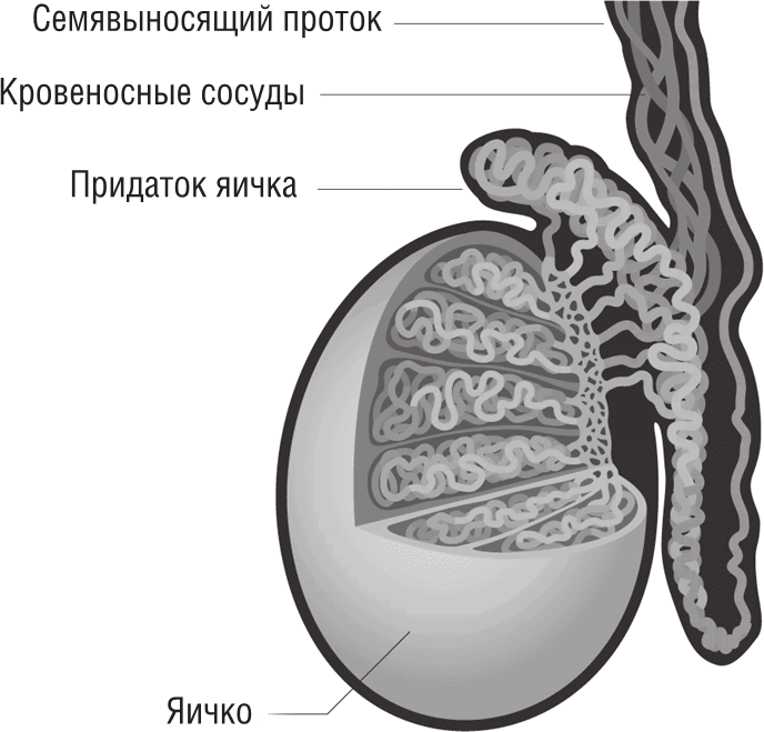 ОН. Интимный разговор про тот самый орган - i_003.png