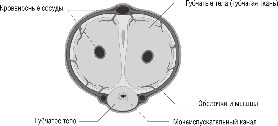 ОН. Интимный разговор про тот самый орган - i_004.png