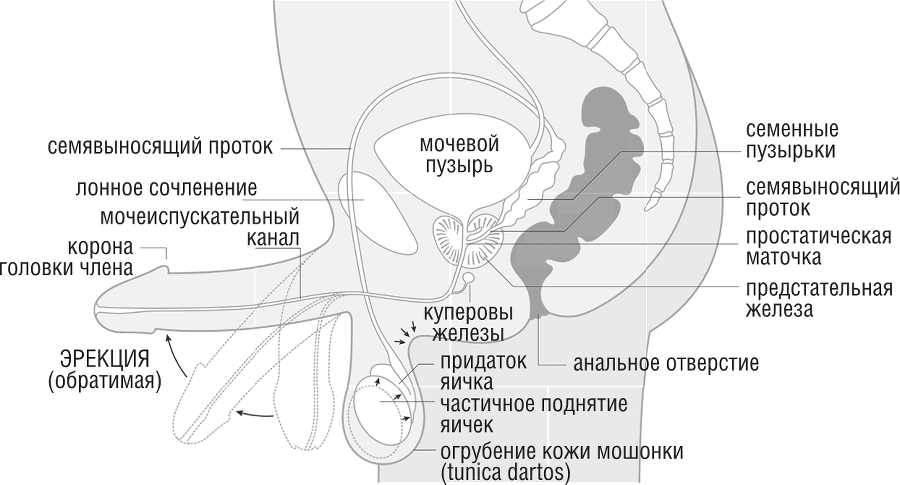 ОН. Интимный разговор про тот самый орган - i_006.png