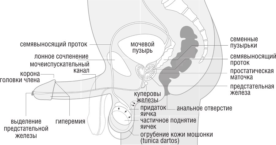 ОН. Интимный разговор про тот самый орган - i_007.png