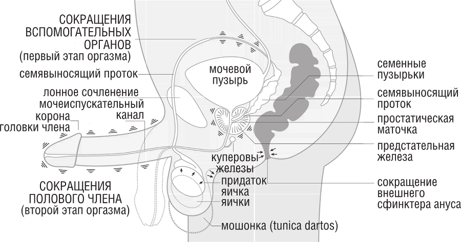 ОН. Интимный разговор про тот самый орган - i_008.png