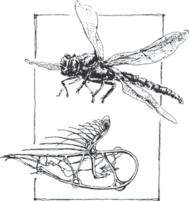 Бионика: подсказано природой - i_007.png