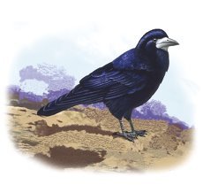 Птицы - i_020.jpg