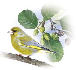 Птицы - i_027.jpg