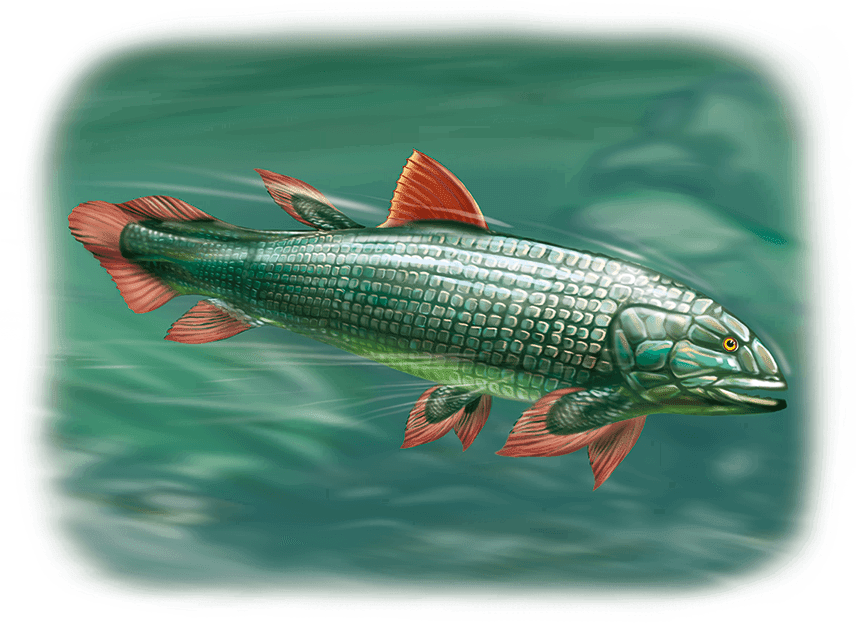 Акулы и скаты - i_004.png