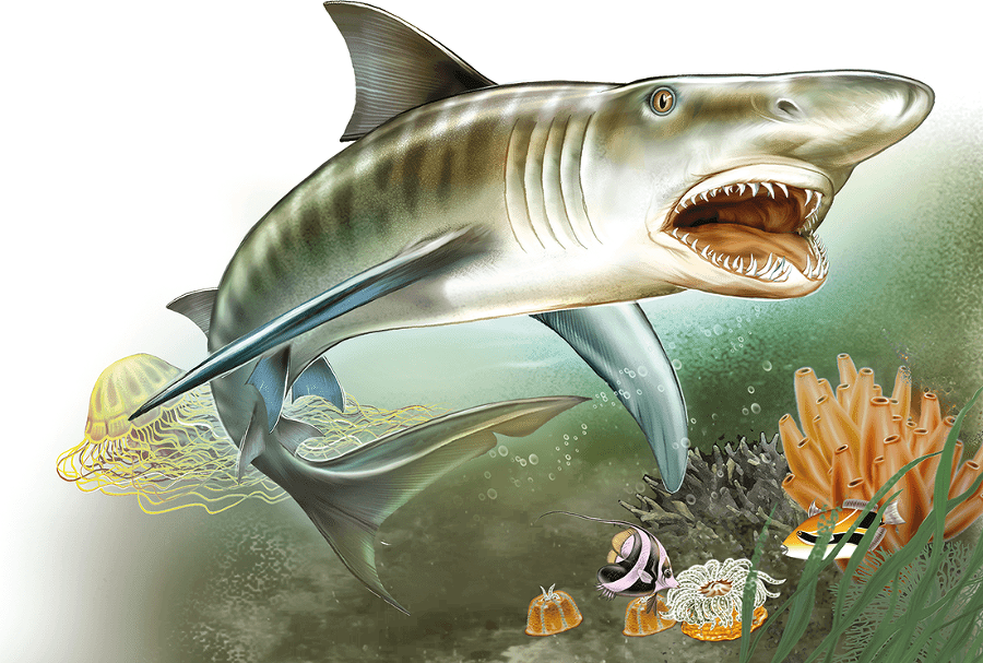 Акулы и скаты - i_011.png