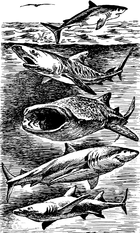 Краткая история всего на свете - i_030.png