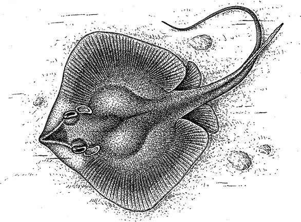 Краткая история всего на свете - i_031.png