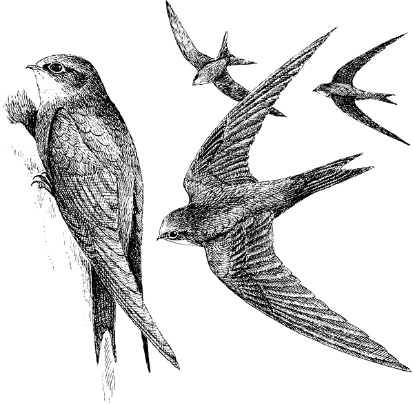 Краткая история всего на свете - i_034.png