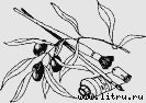 Ослокрады (с иллюстрациями) - i_003.jpg