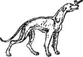 Рози – моя родня (с иллюстрациями) - pic4.jpg