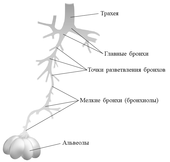 Захватывающий мир легких - i_004.png