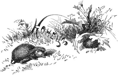 Ёжики<br />(1905 г. Совр. орф.) - i_016.png