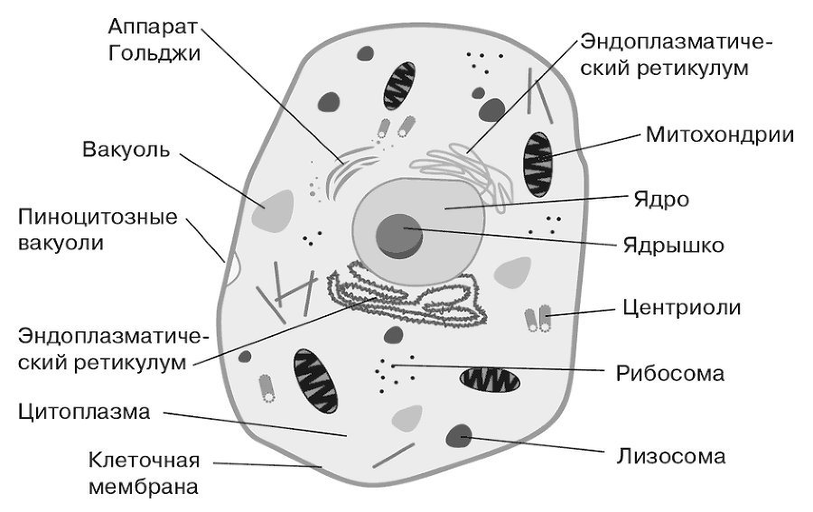 Биология для тех, кто хочет понять и простить самку богомола - i_001.png