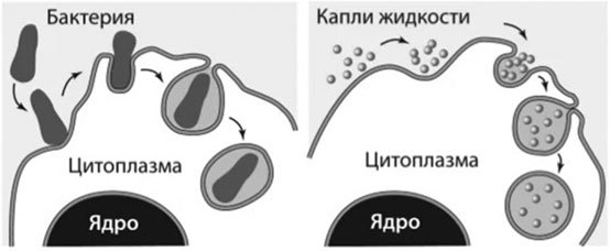 Биология для тех, кто хочет понять и простить самку богомола - i_002.jpg