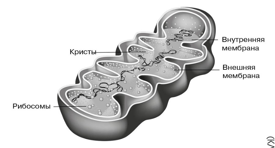 Биология для тех, кто хочет понять и простить самку богомола - i_007.jpg