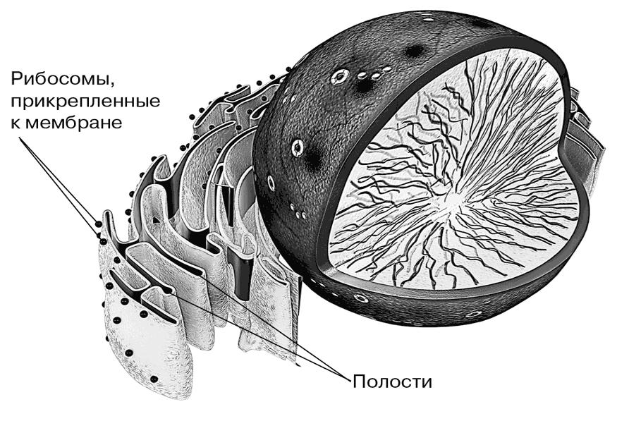 Биология для тех, кто хочет понять и простить самку богомола - i_017.png