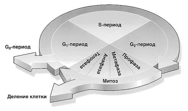 Биология для тех, кто хочет понять и простить самку богомола - i_025.jpg