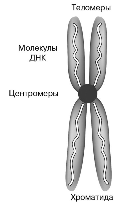 Биология для тех, кто хочет понять и простить самку богомола - i_026.jpg