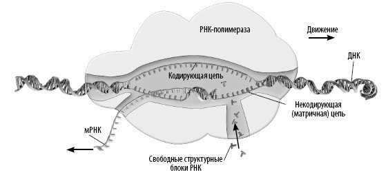 Взламывая анатомию - i_021.jpg