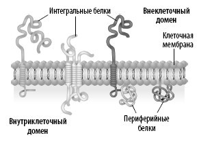 Взламывая анатомию - i_022.jpg