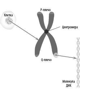 Взламывая анатомию - i_024.jpg