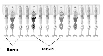 Взламывая анатомию - i_027.jpg