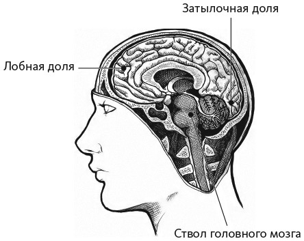 Нейрофитнес. Рекомендации нейрохирурга для улучшения работы мозга - i_002.jpg