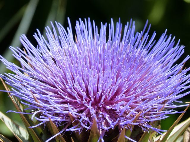 Обман Розы (СИ) - artichokeflower.jpg