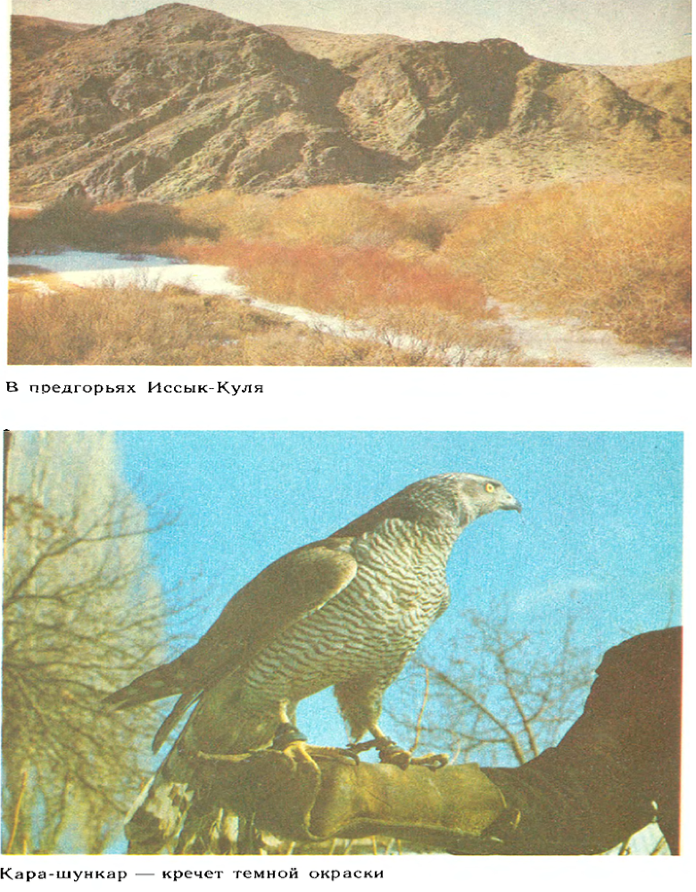 За белым кречетом - p0099.png
