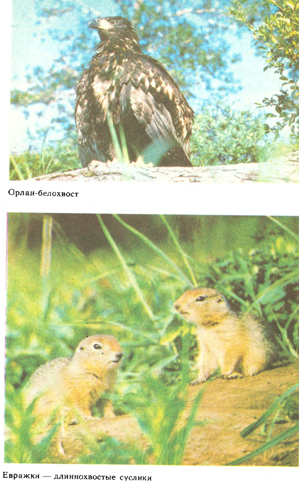 За белым кречетом - p0103.png