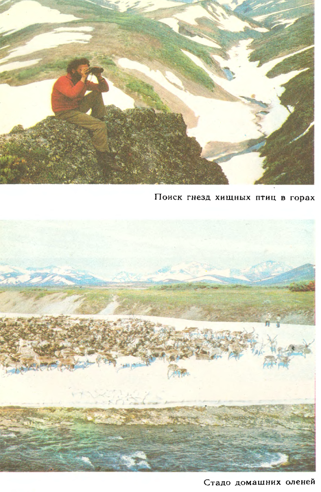 За белым кречетом - p0104.png