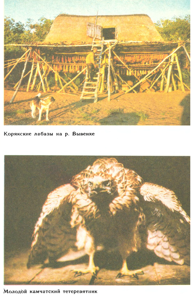 За белым кречетом - p0105.png