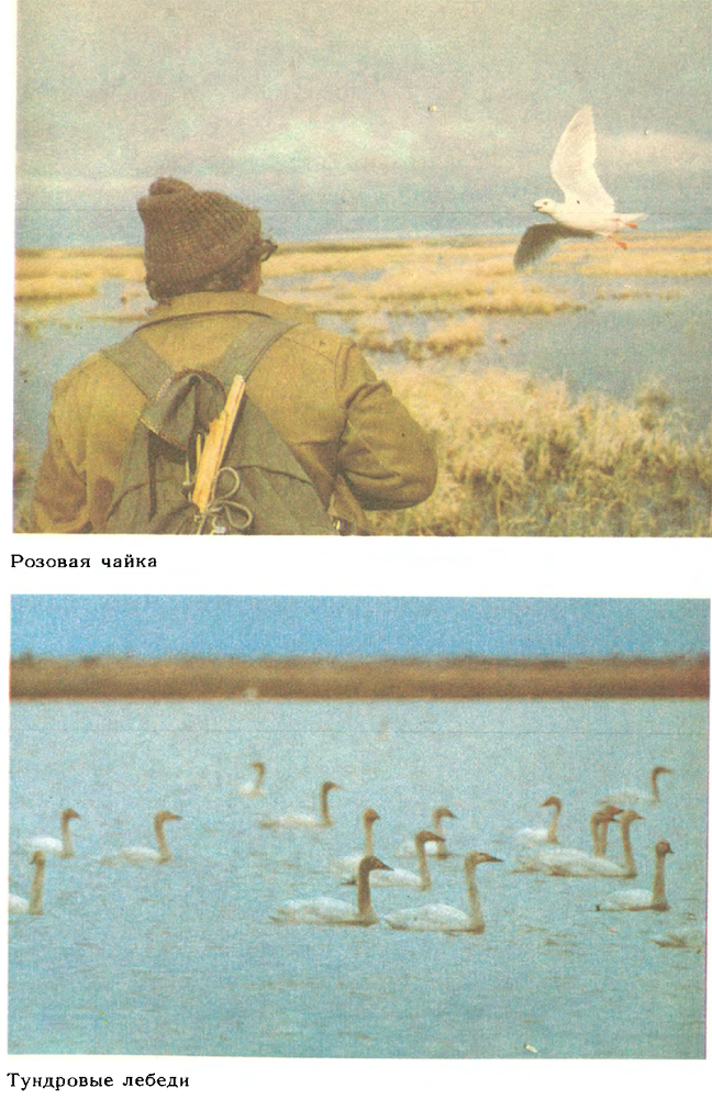 За белым кречетом - p0107.png