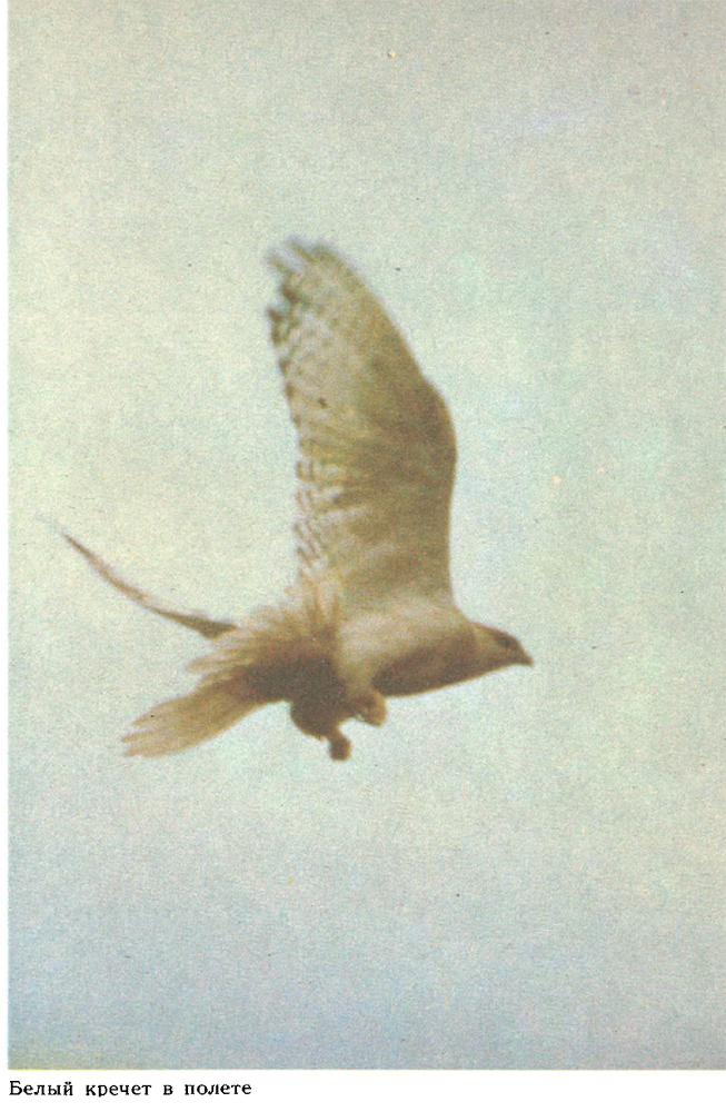 За белым кречетом - p0111.png