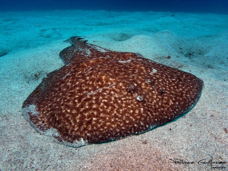 Опасные обитатели морских глубин (СИ) - img_59