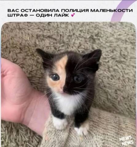 Новый Рал 5 (СИ) - img_2