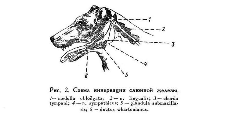 Павлов И.П. Полное собрание сочинений. Том 5 - img_18