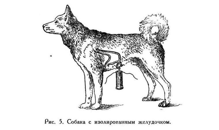 Павлов И.П. Полное собрание сочинений. Том 5 - img_21
