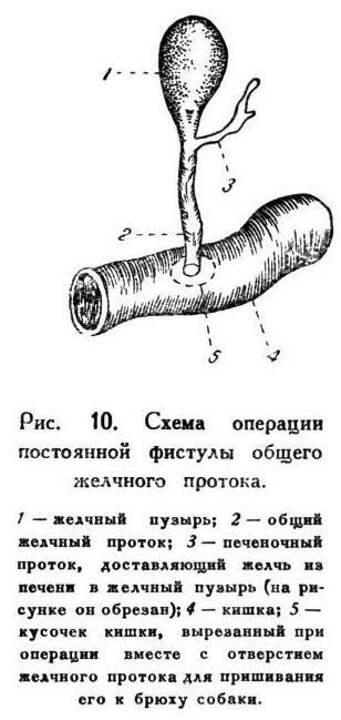 Павлов И.П. Полное собрание сочинений. Том 5 - img_29