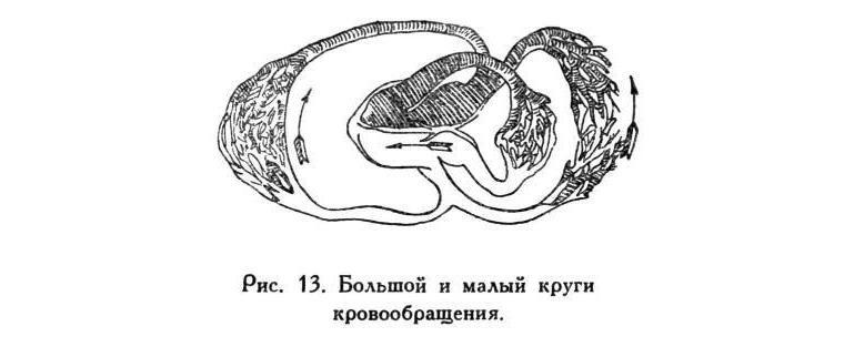 Павлов И.П. Полное собрание сочинений. Том 5 - img_32