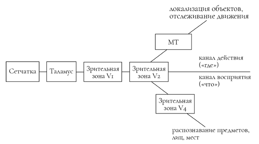 Слепая физиология. Удивительная книга про зрение и слух - img_11