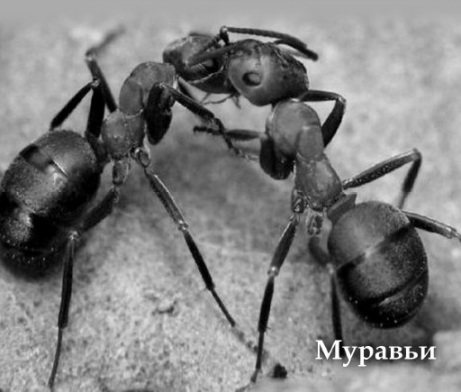 Антология №2. Философский юмор, Для взрослых - img_98