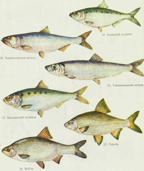 Морской рыболовный спорт - i_038.jpg