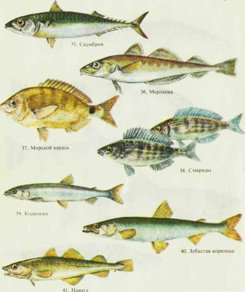 Морской рыболовный спорт - i_041.jpg