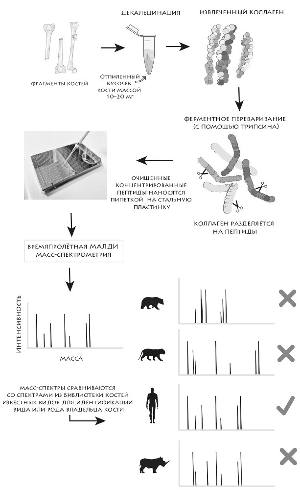 Мир до нас: Новый взгляд на происхождение человека - img_18