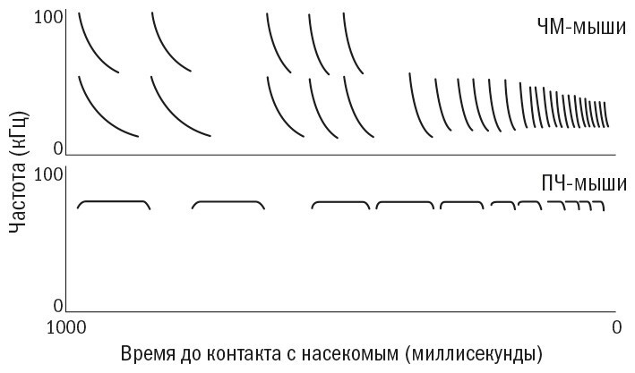 Необъятный мир: Как животные ощущают скрытую от нас реальность - img_6