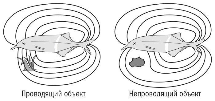 Необъятный мир: Как животные ощущают скрытую от нас реальность - img_7