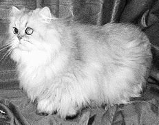 Длинношерстные кошки - i_017.jpg