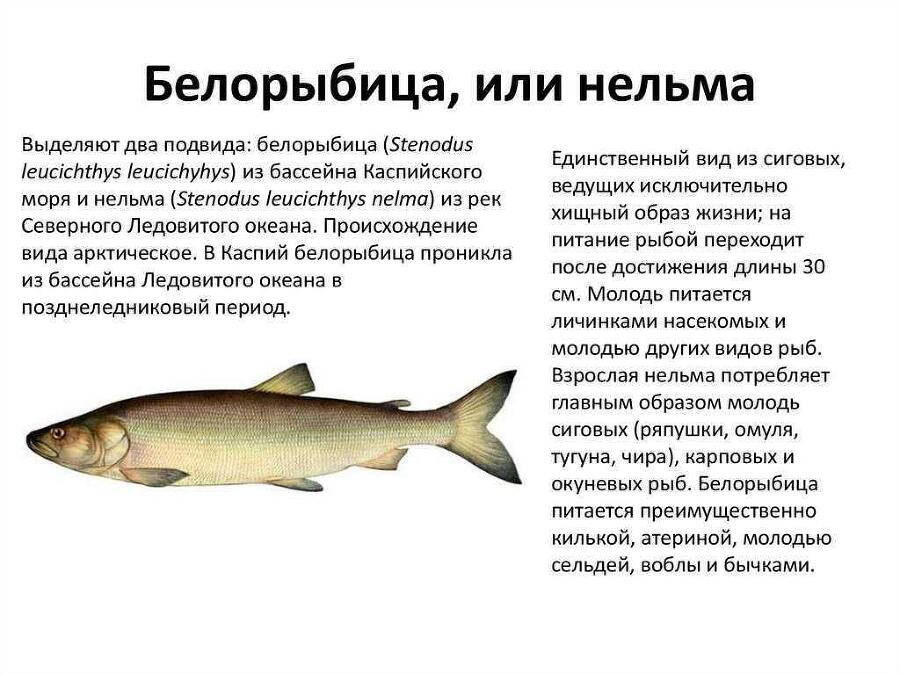 Новый старый дивный Мир (СИ) - img_101